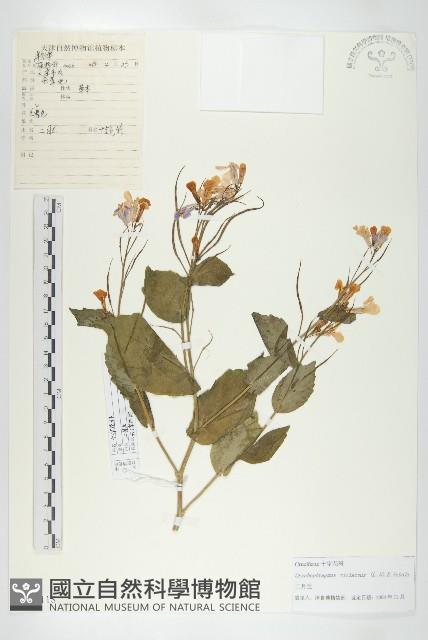 諸葛菜藏品圖，第1張