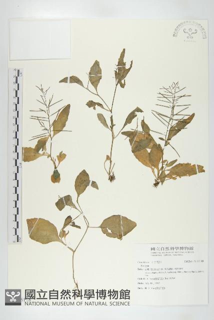 小葶藶藏品圖，第1張