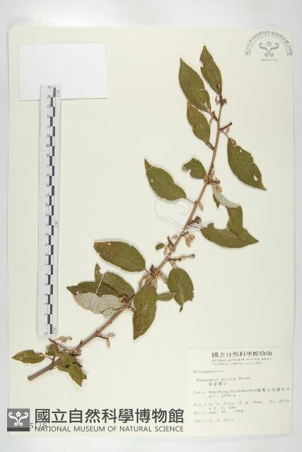 藤胡頹子藏品圖，第1張