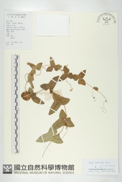 茅瓜藏品圖，第1張