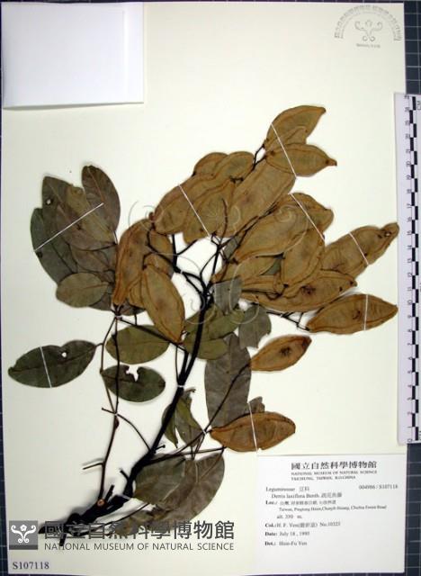 疏花魚藤藏品圖，第1張