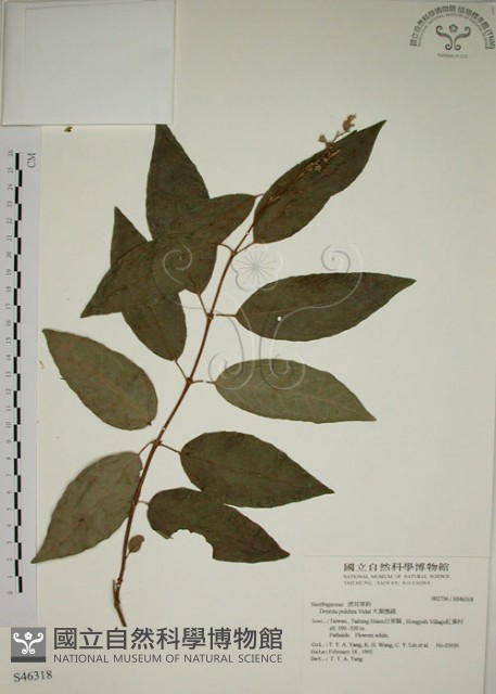 大葉溲疏藏品圖，第1張