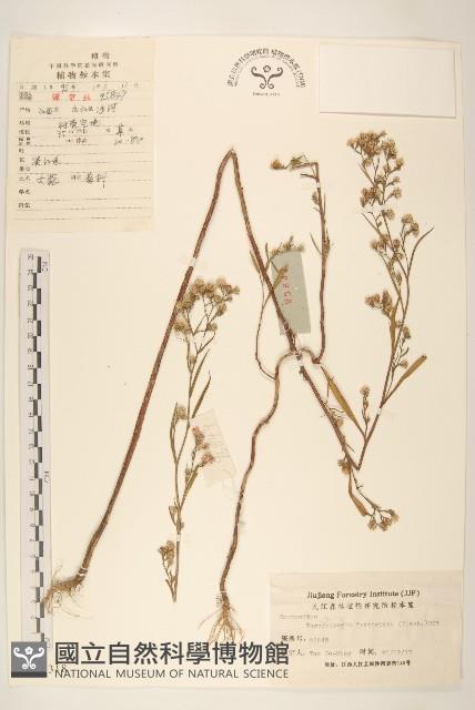 女菀藏品圖，第1張