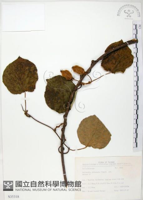 臺灣羊桃藏品圖，第1張