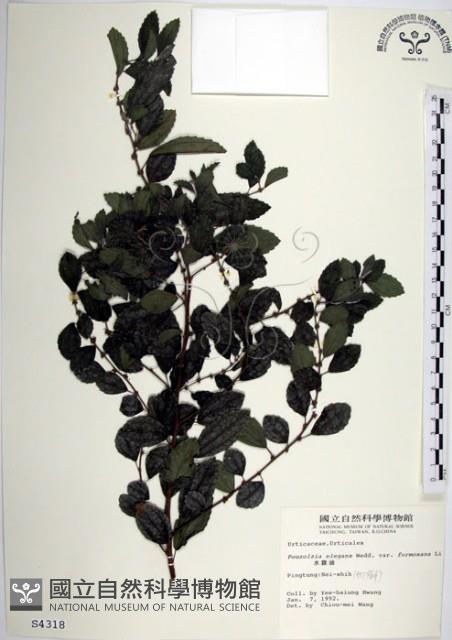 水雞油藏品圖，第1張