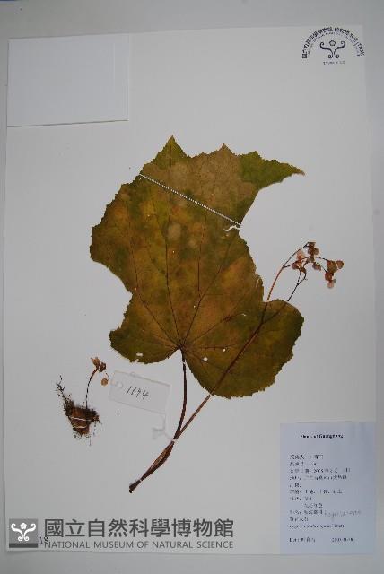 紫背天葵藏品圖，第1張