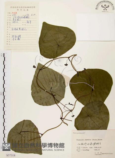 千金藤、金線吊烏龜藏品圖，第1張