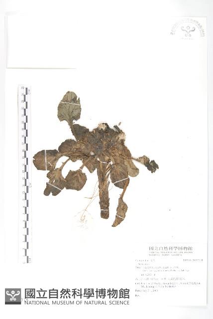 登錄號:S137318藏品圖，第1張