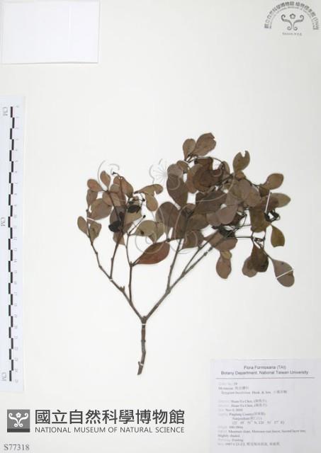 小葉赤楠藏品圖，第1張