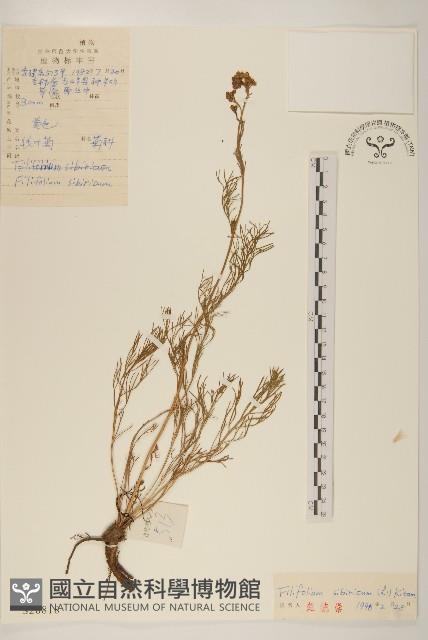 線葉菊藏品圖，第1張