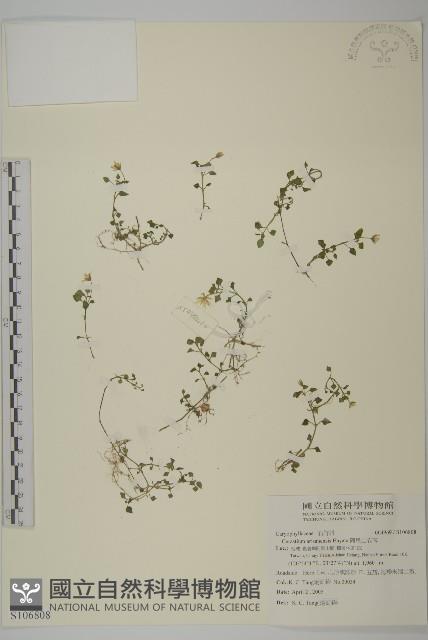 臺灣草莓藏品圖，第1張