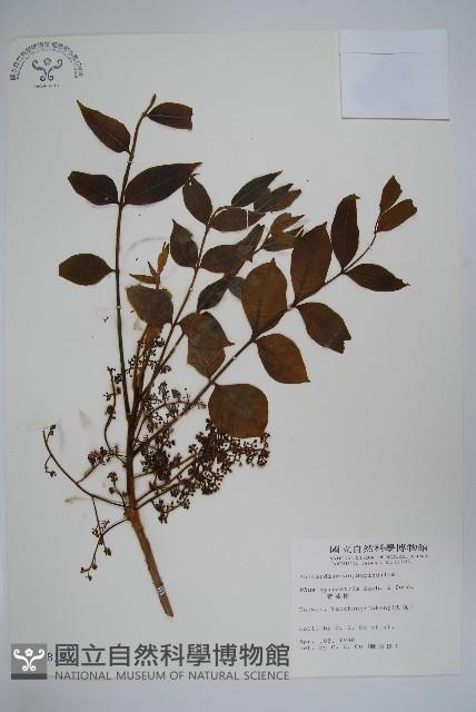 野漆樹藏品圖，第1張