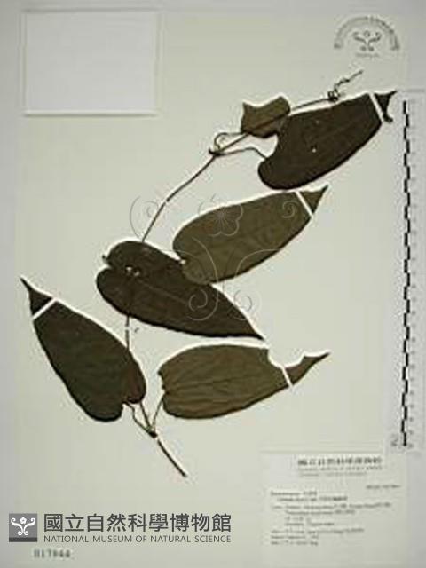 亨利氏鐵線蓮藏品圖，第1張