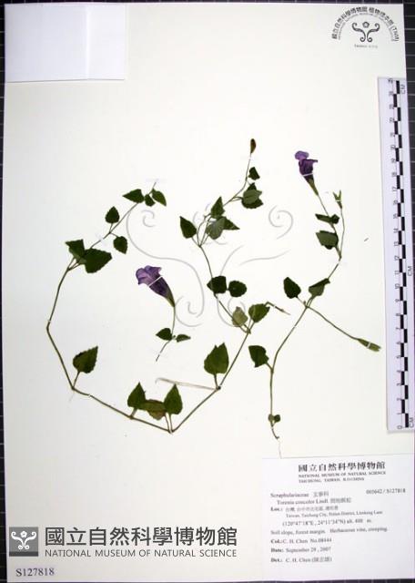 倒地蜈蚣藏品圖，第1張