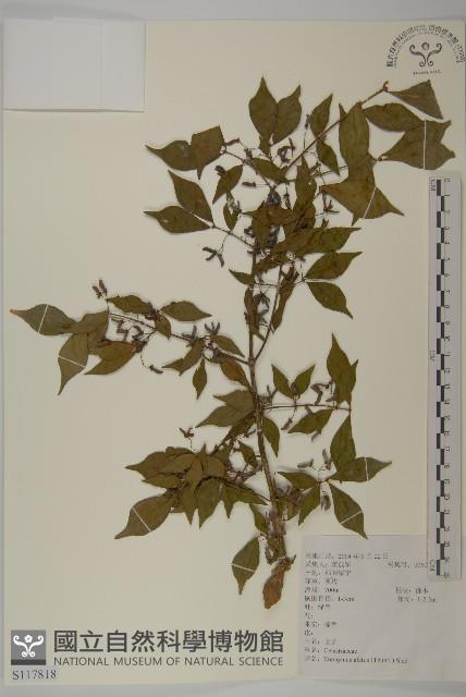 衛矛藏品圖，第1張