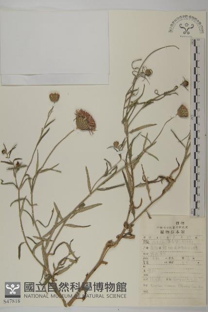 華薊藏品圖，第1張