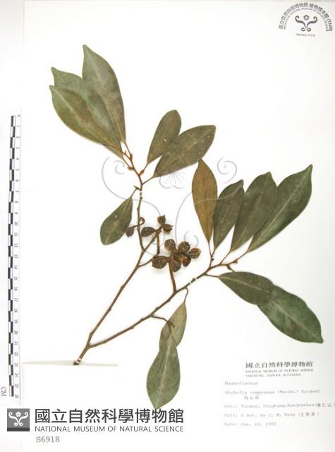 烏心石藏品圖，第1張