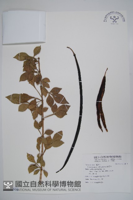蠟燭木藏品圖，第1張
