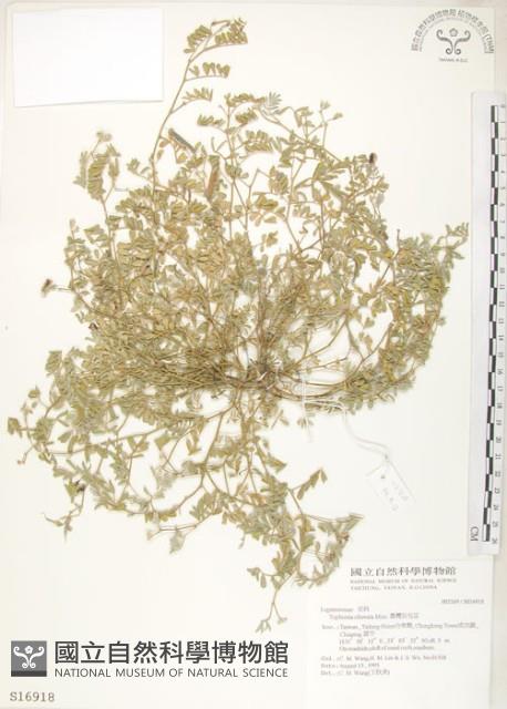 臺灣灰毛豆藏品圖，第1張