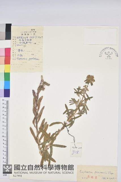 大戟藏品圖，第1張