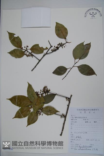 厚葉冬青藏品圖，第1張