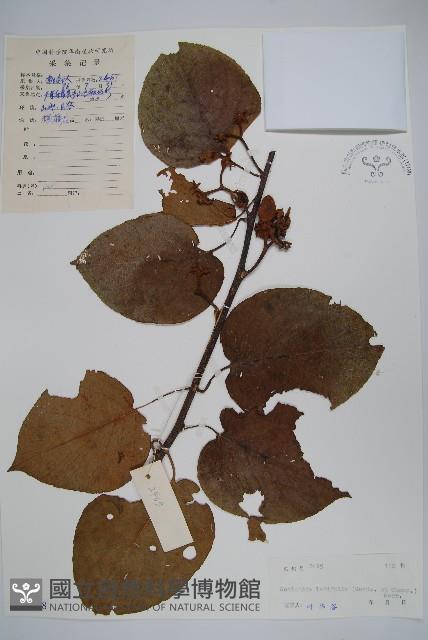 闊葉獼猴桃藏品圖，第1張