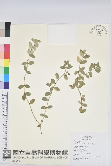 濱大戟藏品圖，第1張