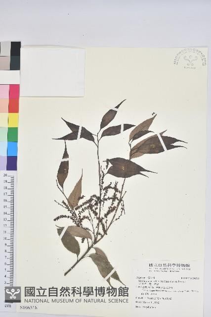 烏來柯、楒、淋漓藏品圖，第1張