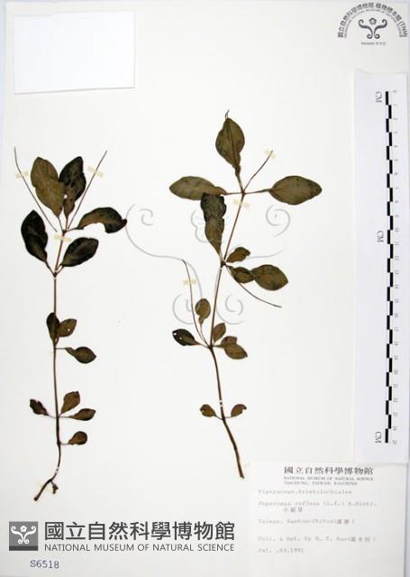 椒草藏品圖，第1張