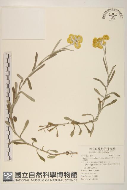 鼠麴草藏品圖，第1張