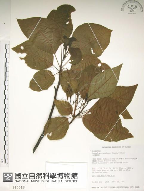 臺灣擦樹藏品圖，第1張