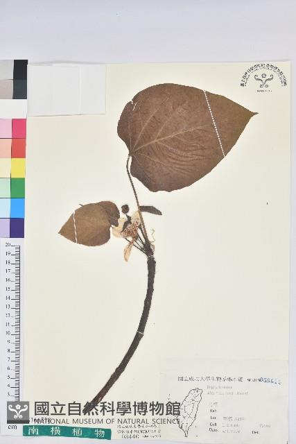 三年桐、光桐藏品圖，第1張