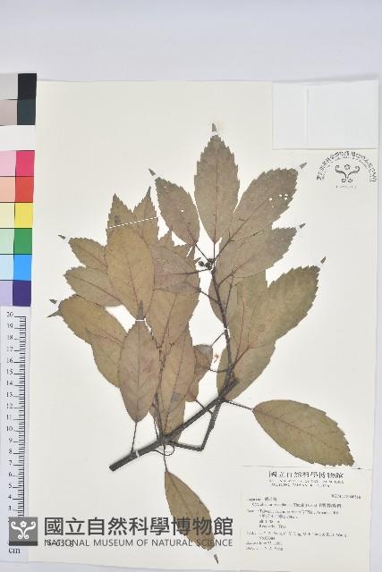 青剛櫟、鐵椆藏品圖，第1張