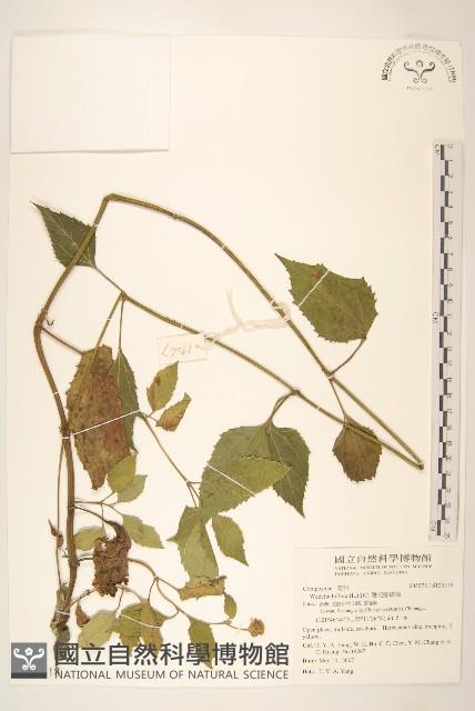 雙花蟛蜞菊藏品圖，第1張