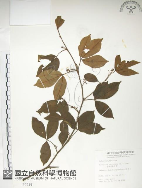 飛龍掌血藏品圖，第1張