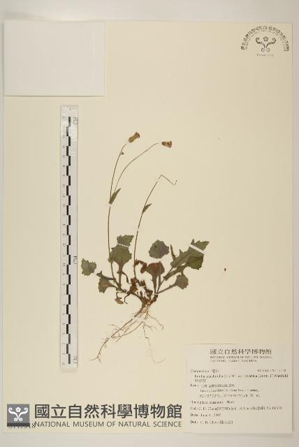 紫背草藏品圖，第1張