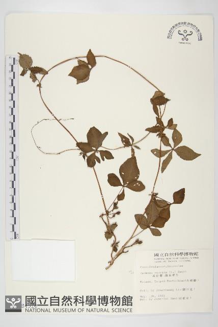 番仔藤藏品圖，第1張