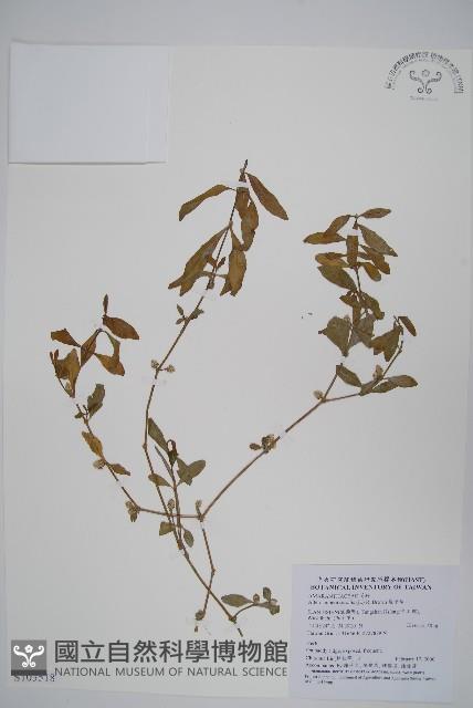 蓮子草藏品圖，第1張