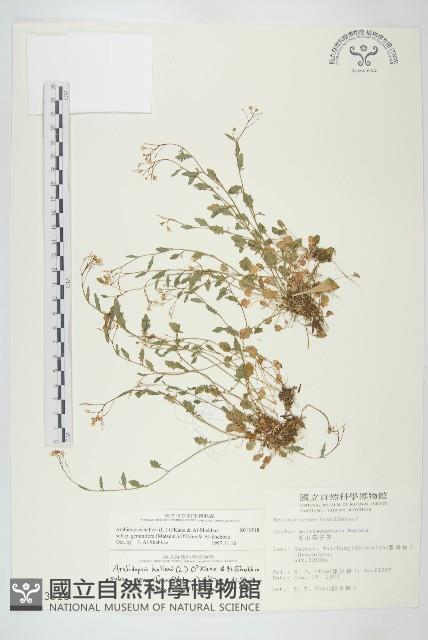 登錄號:S013518藏品圖，第1張