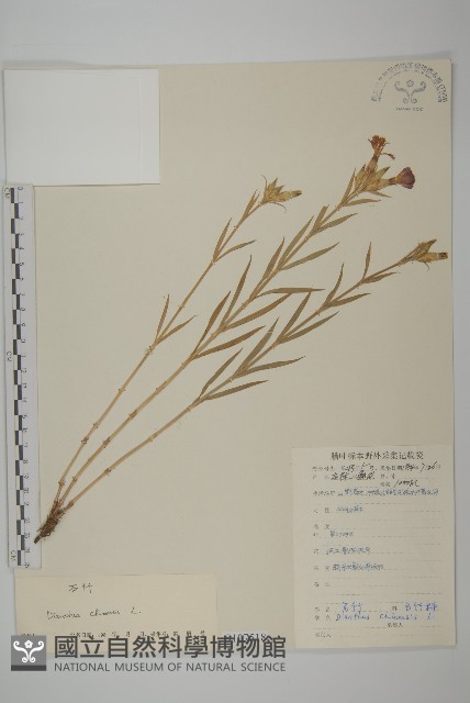 石竹、洛陽花、剪絨花藏品圖，第1張