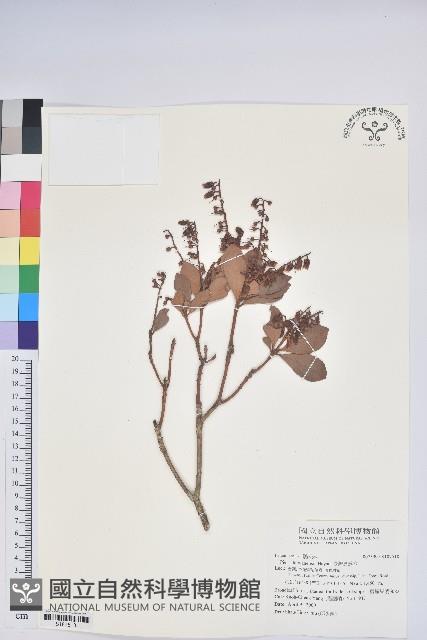 臺灣馬醉木藏品圖，第1張