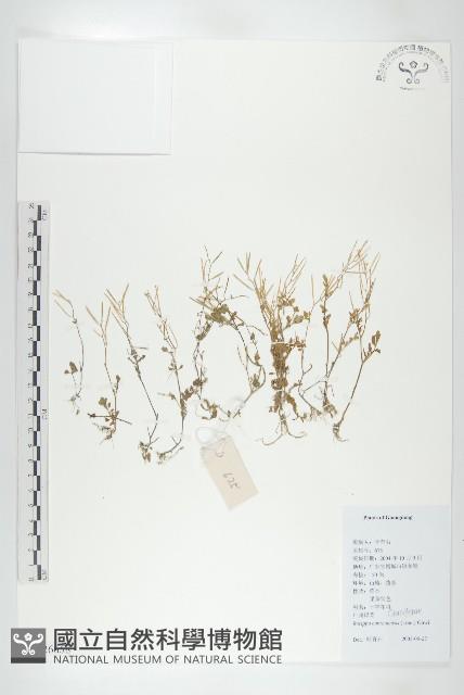 廣東葶藶藏品圖，第1張