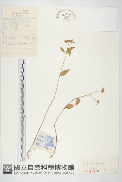 珠芽景天藏品圖，第1張