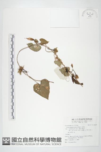 打碗花藏品圖，第1張