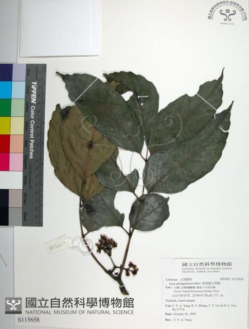 菲律賓火筒樹藏品圖，第1張