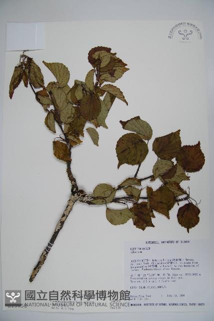 樺葉莢迷、玉山莢迷藏品圖，第1張