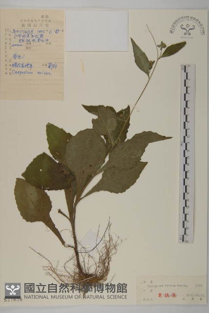 暗花金挖耳藏品圖，第1張