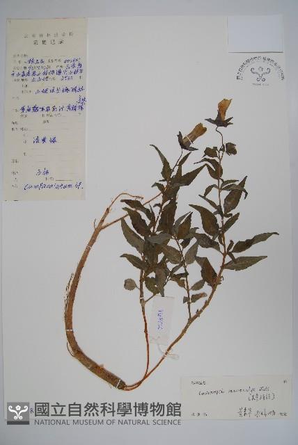 大萼黨參藏品圖，第1張