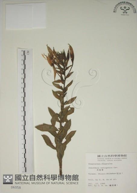 黃花月見草藏品圖，第1張