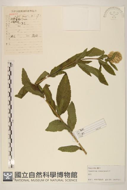 林氏澤蘭藏品圖，第1張